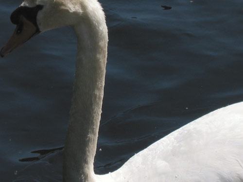 swan.jpg